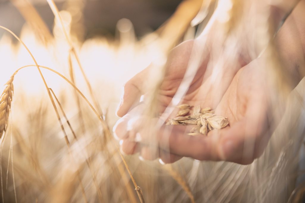 What is an ancient grain