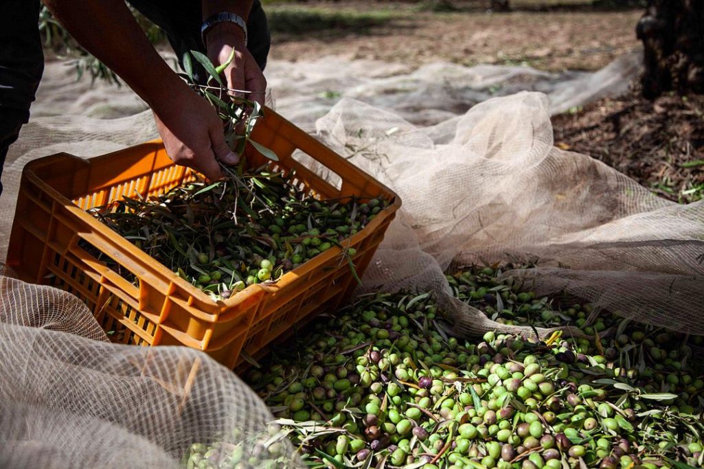 foods with high polyphenols coratina olive oil