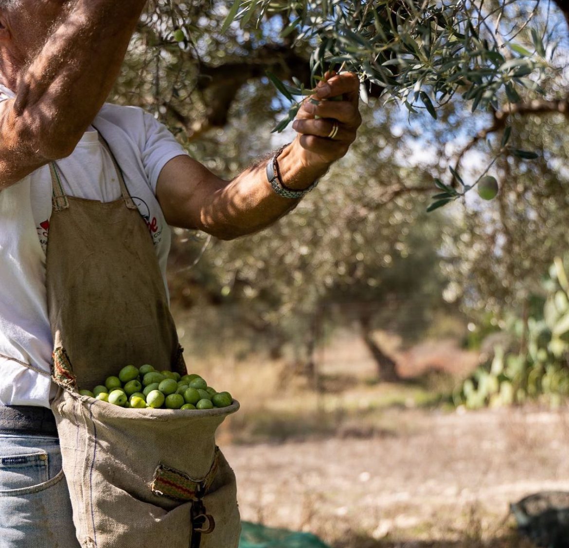 sicily polyphenols in olive oil